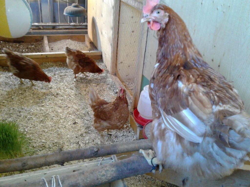 Hens in a well-resourced pen