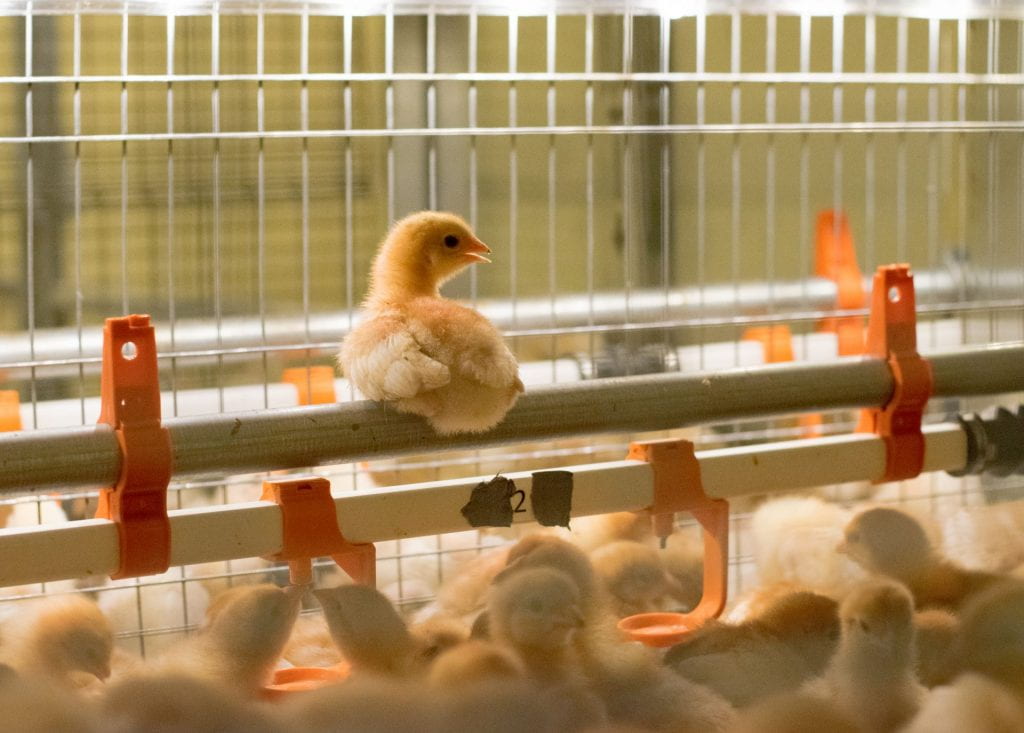 Chicks in a pen
