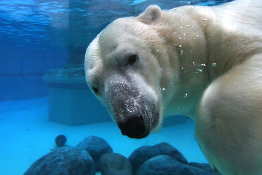 Poler bear in an aquarium, looking at the camera