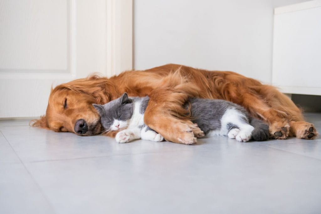 Golden Hound and British short-haired cat resting together