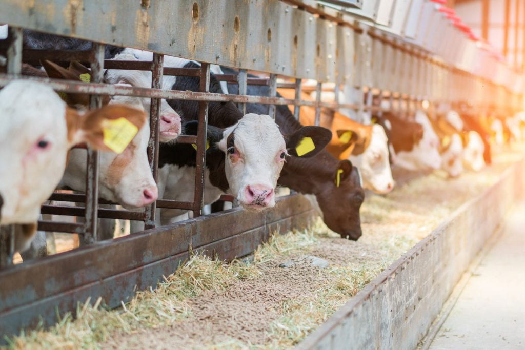 Dairy cows in a barn feeding