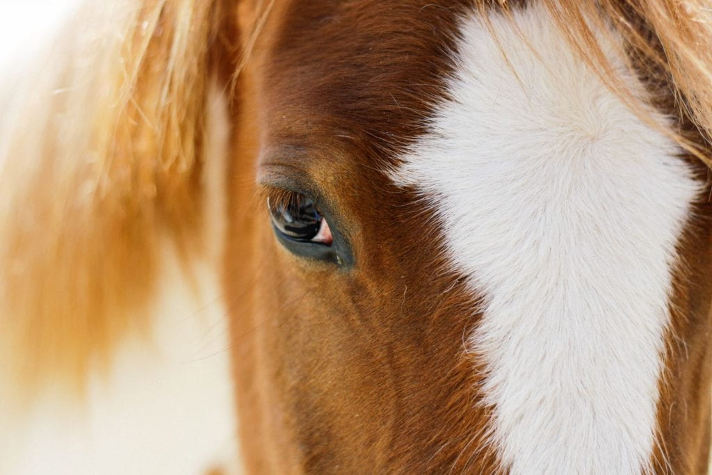 Close up of the face of a horse