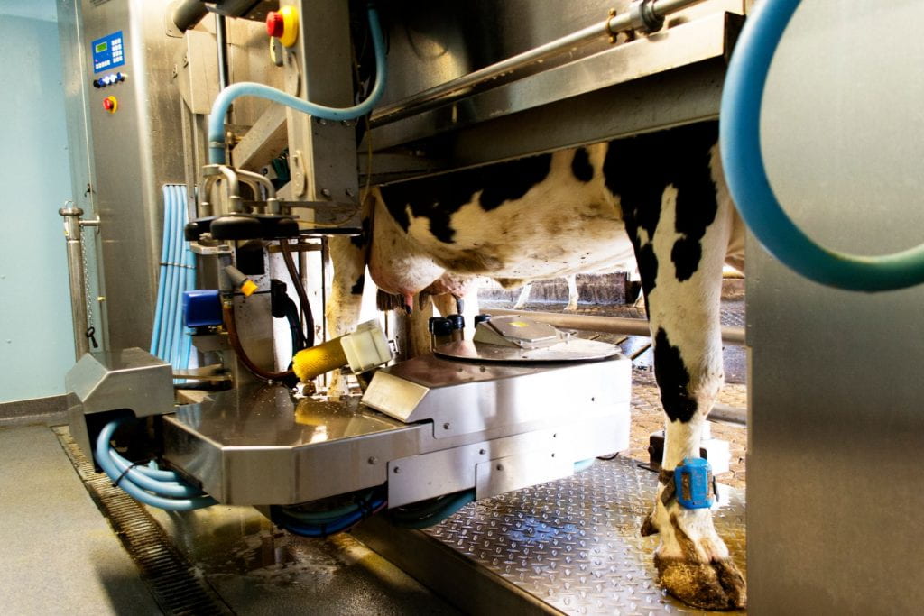 Dairy cow in a robotic milker