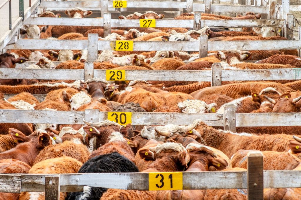 Beef cattle in crowded pens at a slaughterplant