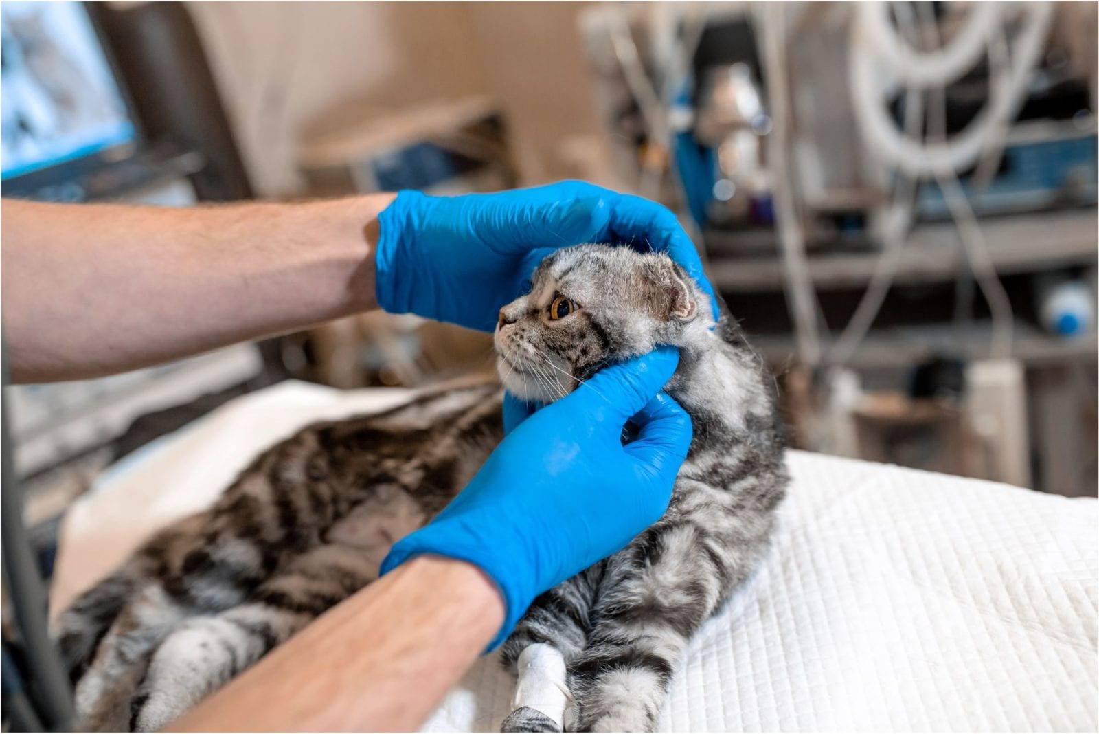Close up of a cat being examined by someone wearing blue exam gloves