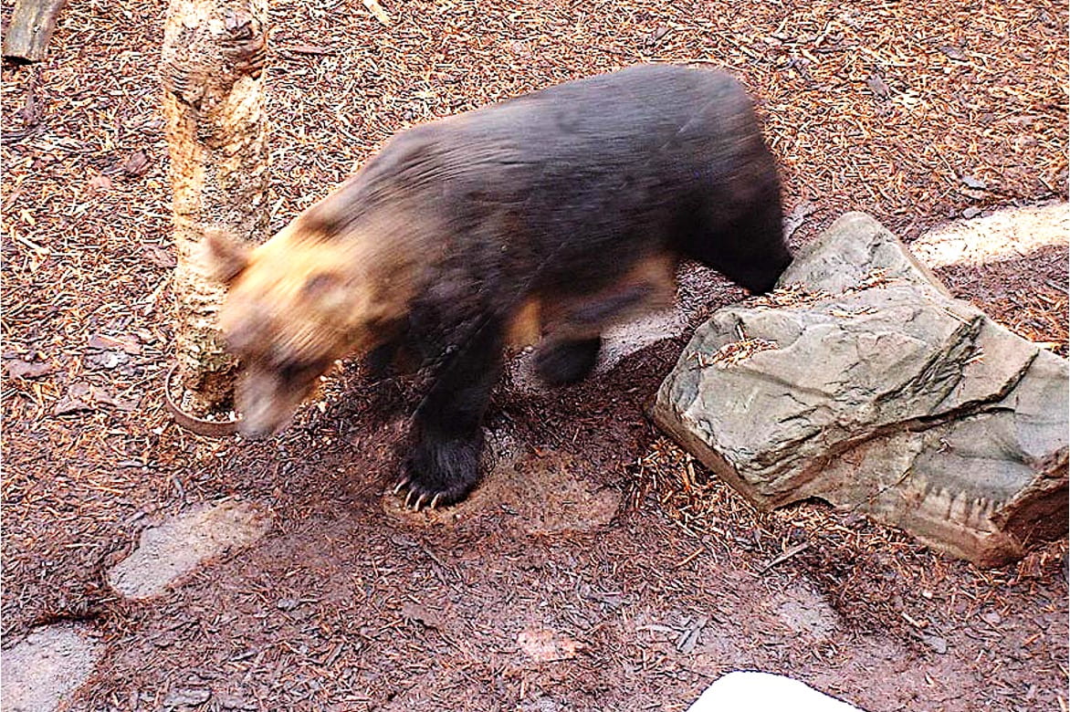 A brown bear pacing in an enclosure