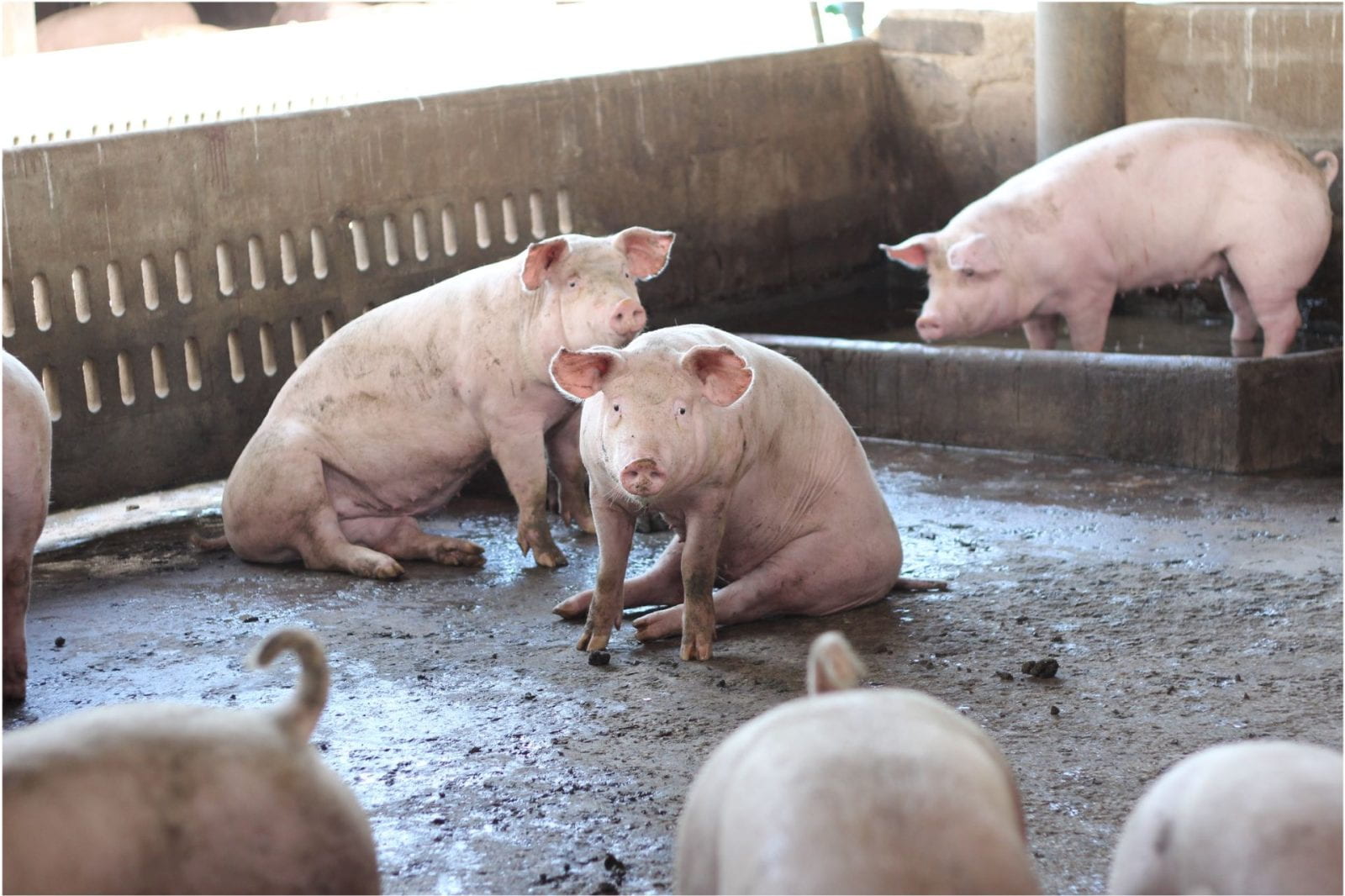Pigs standing and sitting on a concrete floor