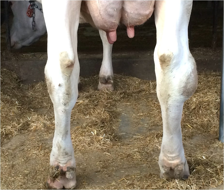 A cow's hind legs and udder