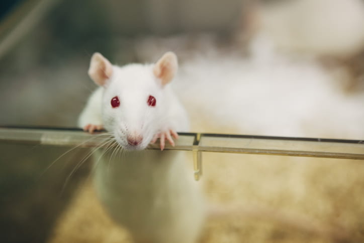 White lab rat peering over the edge of his box.