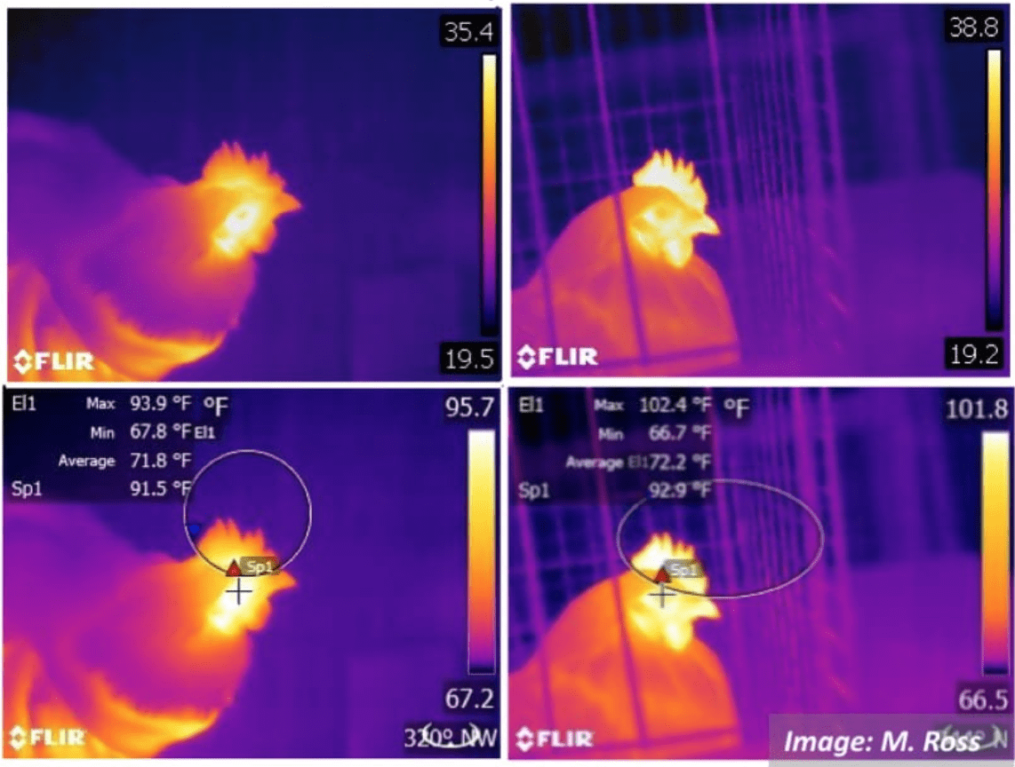 Four colourful thermal images of a hen in an experiment to see if good housing makes chickens more calm.