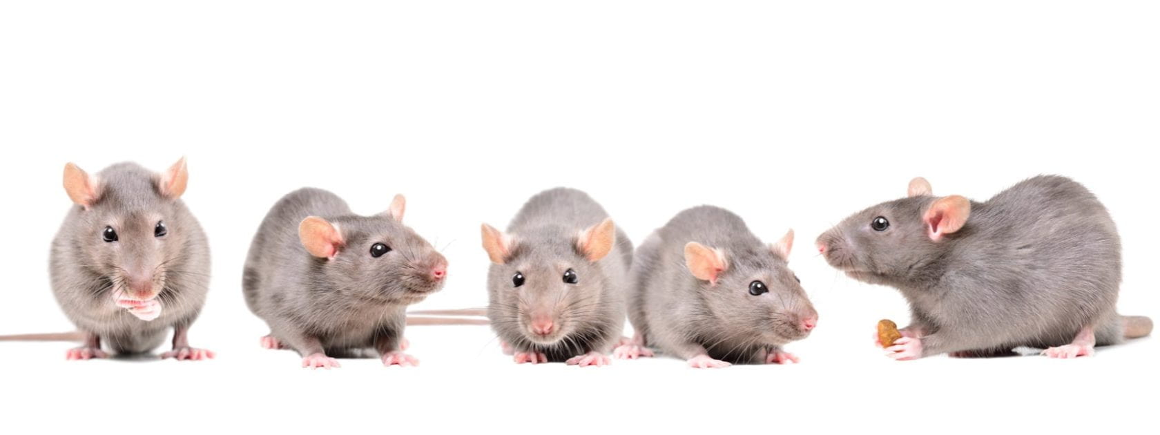 Five attractive grey rats on a white background