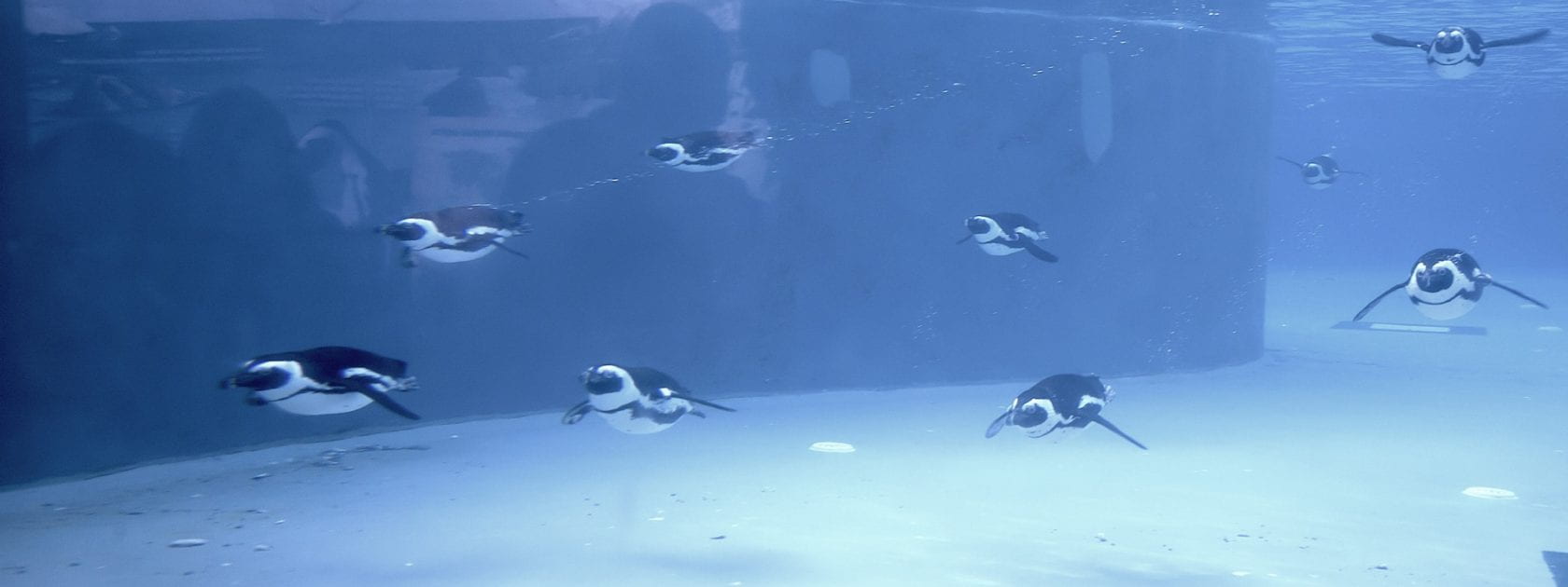 Penguins swimming in a deep blue pool in a zoo
