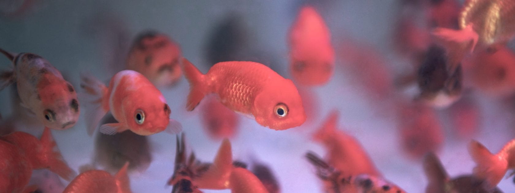 Goldfishes in an aquarium