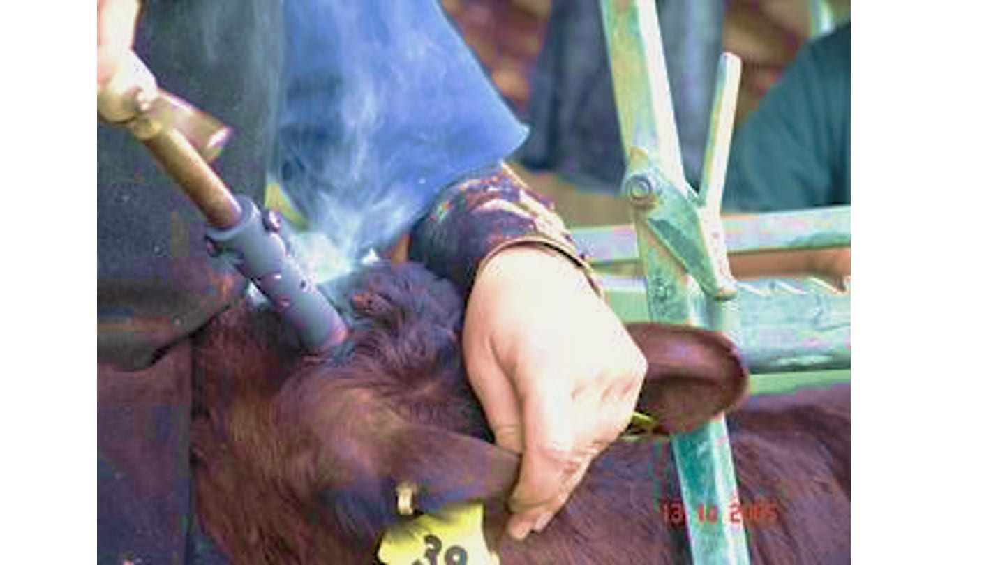 Image of a calf being dehorned.