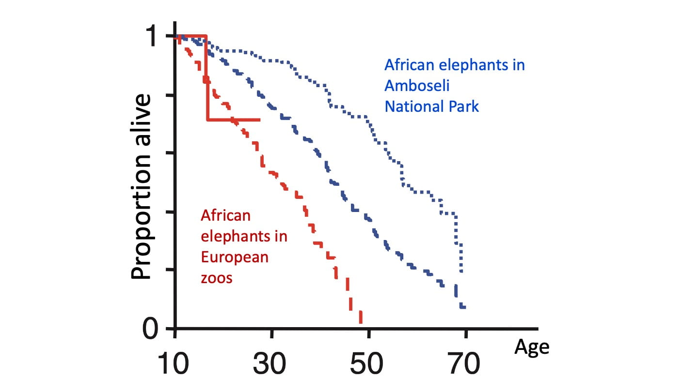 A graph showing the number of elephants surviving at different ages in zoos vs in the wild in Kenya (the zoo curve being poor)