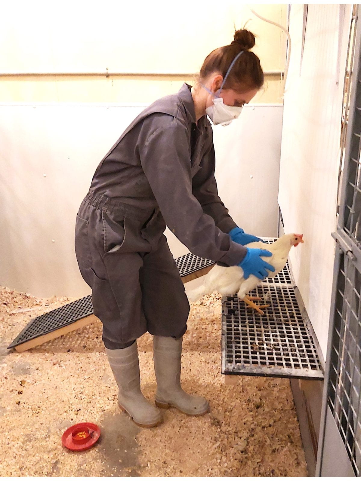 A CCSAW student lab uses inclined ramps to assess mobility in chickens differing in foot health