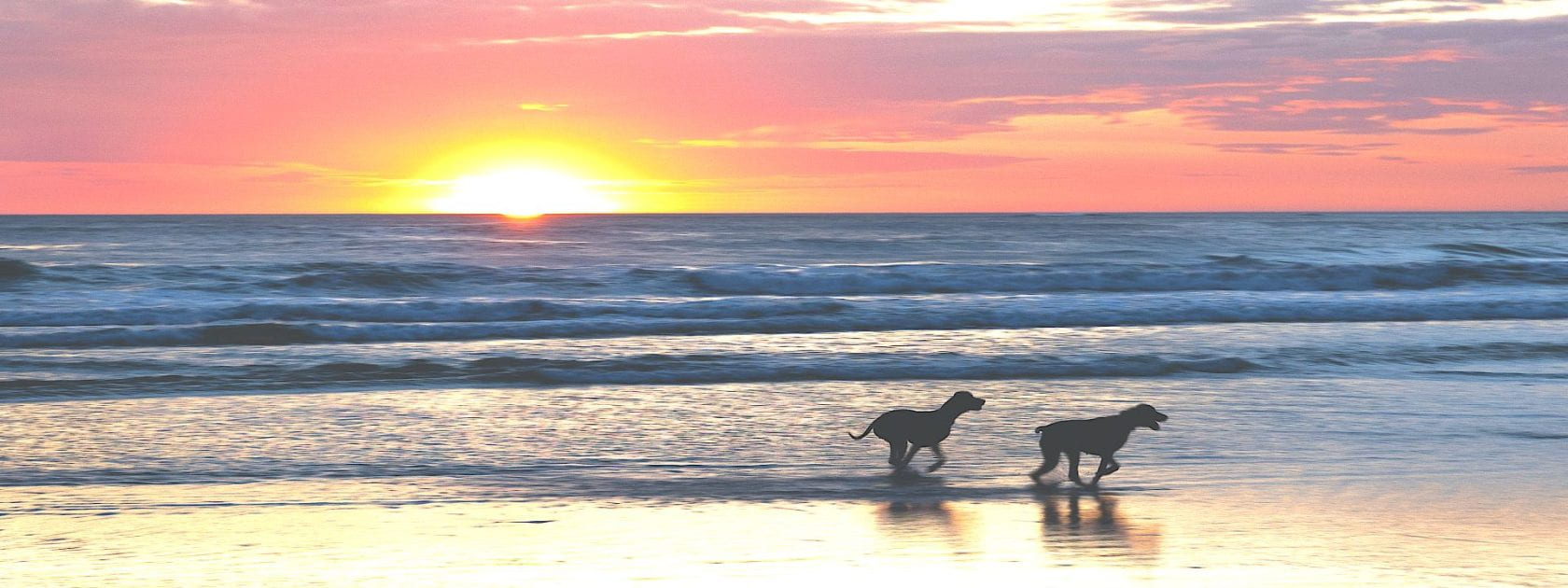 Happy dogs running on a beach